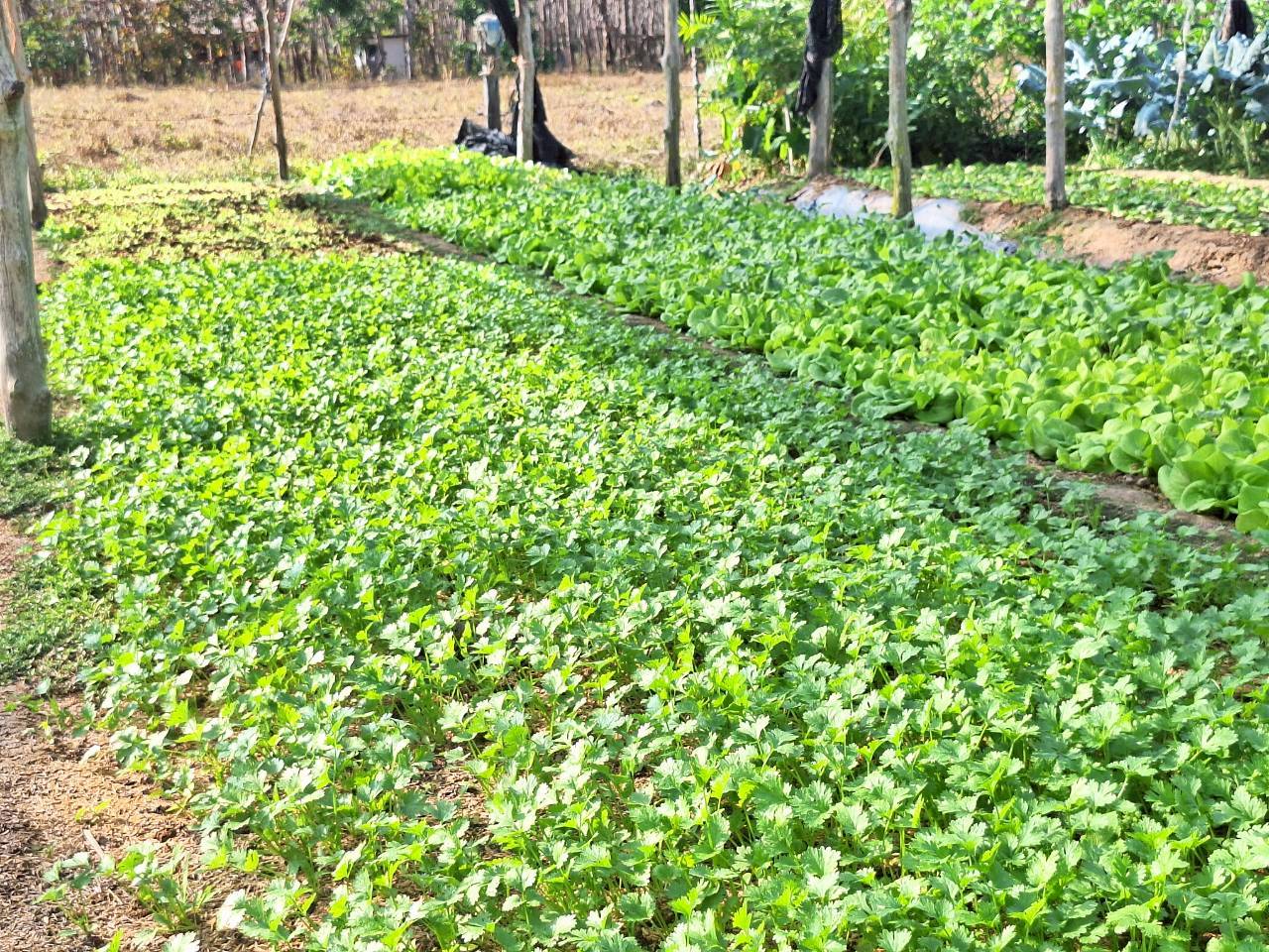 title - ผู้ตรวจราชการ ส.ป.ก. ประชุมตรวจราชการและติดตามความก้าวหน้าผลการดำเนินงานตามแผนการตรวจราชการของผู้ตรวจราชการสำนักงานการปฏิรูปที่ดินเพื่อเกษตรกรรม ประจำปีงบประมาณ พ.ศ. 2569 รอบที่ 1 เขตตรวจราชการที่ 11 จังหวัดนครพนม